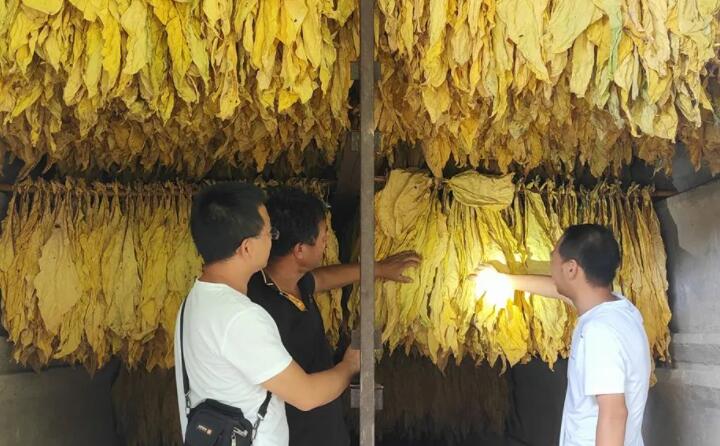 福泉：生物质颗粒智能化烘烤 助力烤烟产业提质增效