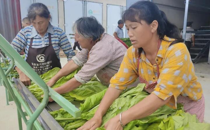 福泉：生物质颗粒智能化烘烤 助力烤烟产业提质增效