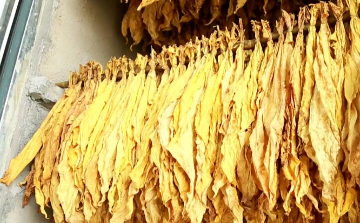 湖北秭归烟草：“低碳”助力绿色发展