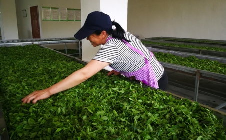 济宁茶企推广使用生物质燃料榴莲视频成人官网颗粒新燃料,经济效益和生态效益双赢
